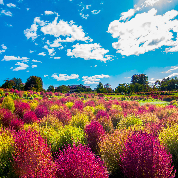 ユニガーデンのコキア